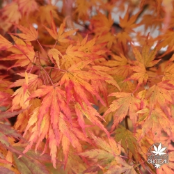 Acer-palmatum-Kyokiuzu-automne-2