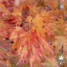 Acer-palmatum-Kyokiuzu-automne