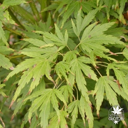 acer-palmatum-kyokiuzu-ete