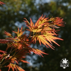 acer-palmatum-kyokiuzu-printemps