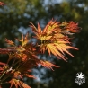 acer-palmatum-kyokiuzu-printemps