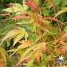 acer-palmatum-kuro-hime-debut-d-automne