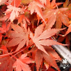 acer-palmatum-kuro-hime-automne