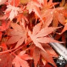 acer-palmatum-kuro-hime-automne