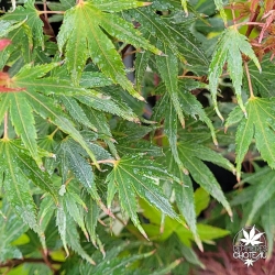 Acer-palmatum-Kuro-hime-ete
