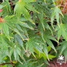 Acer-palmatum-Kuro-hime-ete