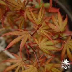 acer-palmatum-kuro-hime-fin-de-printemps