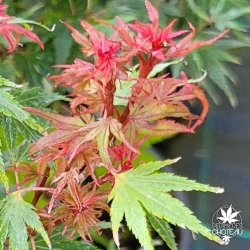 Acer-palmatum-Kuro-hime-nouvelle-pousse-d-ete