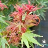 Acer-palmatum-Kuro-hime-nouvelle-pousse-d-ete
