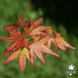 acer-palmatum-kuro-hime-printemps-2