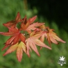 acer-palmatum-kuro-hime-printemps-2