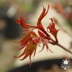 acer-palmatum-kuro-hime-printemps