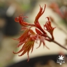 acer-palmatum-kuro-hime-printemps