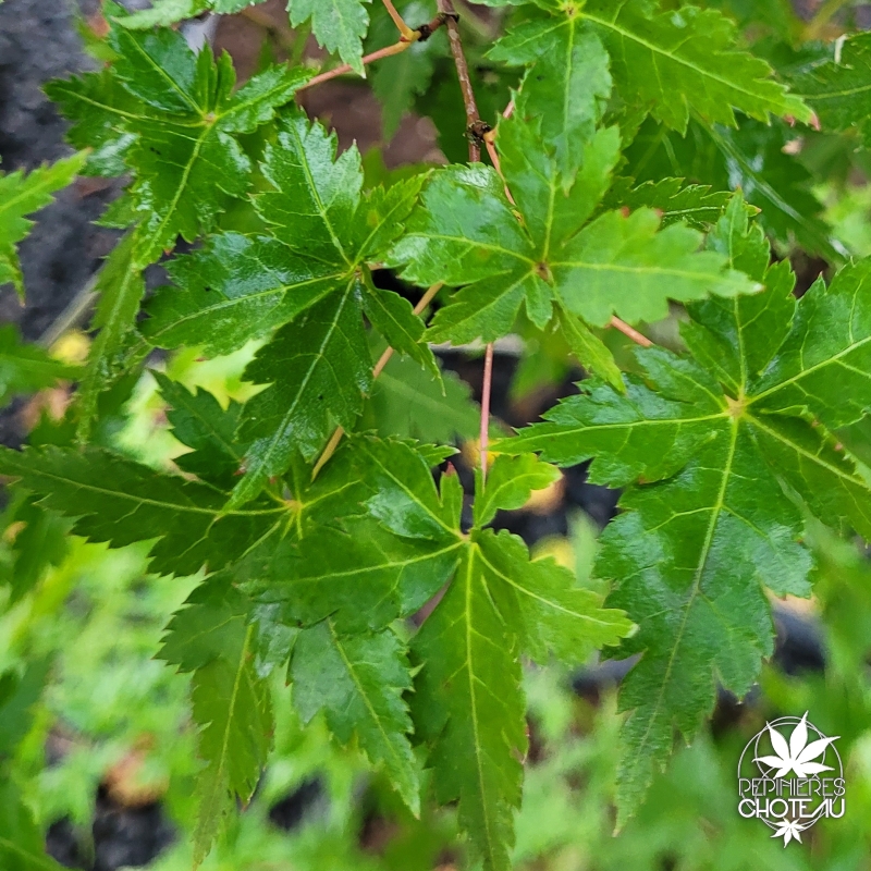 Acer-palmatum-Krazy-Krinkle-ete.jpg