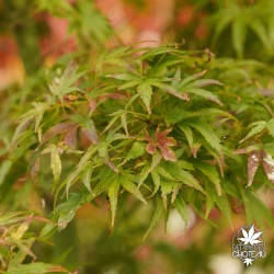 Acer-palmatum-Koya-san-debut-d-automne