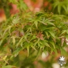 Acer-palmatum-Koya-san-debut-d-automne