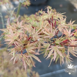Acer-palmatum-Koya-san-fin-de-printemps