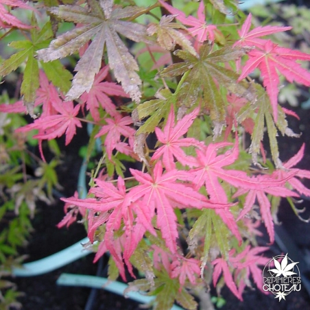 acer-palmatum-koya-san-nouvelle-pousse-d-ete