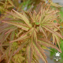 acer-palmatum-koya-san-printemps