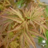 acer-palmatum-koya-san-printemps