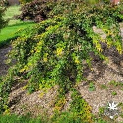 Acer-palmatum-Kotai-suru-adulte-ete