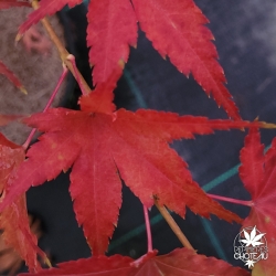 Acer-palmatum-Kotai-suru-automne-2