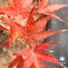 Acer-palmatum-Kotai-suru-automne