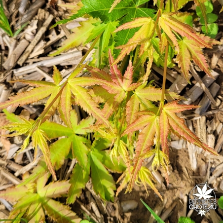 Acer-palmatum-Kotai-surū-nouvelle-pousse-d-ete
