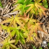 Acer-palmatum-Kotai-surū-nouvelle-pousse-d-ete