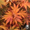 Acer-palmatum-Koriba-automne-2