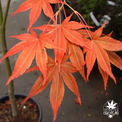 acer-palmatum-koriba-automne-3