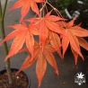acer-palmatum-koriba-automne-3