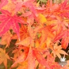acer-palmatum-koriba-automne