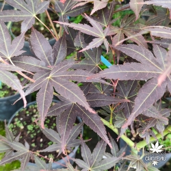 Acer-palmatum-Koriba-debut-d-ete