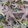 Acer-palmatum-Koriba-debut-d-ete
