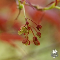 acer-palmatum-koriba-fleurs