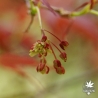 acer-palmatum-koriba-fleurs
