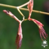 acer-palmatum-koriba-printemps-2