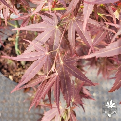 acer-palmatum-koriba-printemps