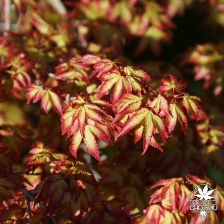 acer-palmatum-kiyohime-printemps