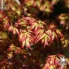 acer-palmatum-kiyohime-printemps