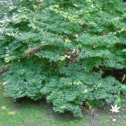 acer-palmatum-murasaki-kiyohime-adulte-ete