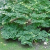 acer-palmatum-murasaki-kiyohime-adulte-ete