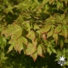 acer-palmatum-murasaki-kiyohime-fin-de-printemps
