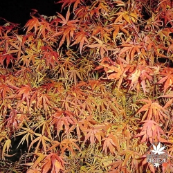 acer-palmatum-kinshi-automne