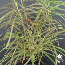 acer-palmatum-ginshi-ete