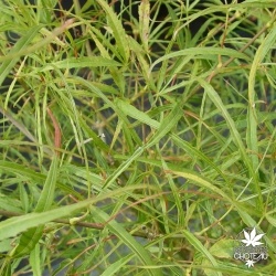 acer-palmatum-kinshi-ete