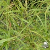 acer-palmatum-kinshi-ete