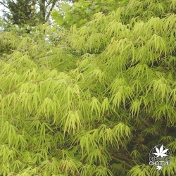 acer-palmatum-kinshi-printemps-2
