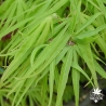acer-palmatum-kinshi-printemps